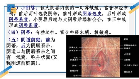 女人的阴毛|女性外生殖器